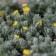 Image Copyright Arbortanics Inc