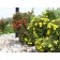 Austrian Copper Rose...©photo ArborTanics Inc.