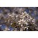 Autumn Brilliance Serviceberry  -Spring