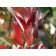 Autumn Magic Black Chokeberry-fall...©photo ArborTanics Inc.