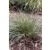 Photo Courtesy of Bailey Nurseries Inc.