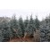Baby Blue Eyes Spruce.12 YEAR OLD TREES