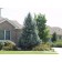 Bacheri Blue Spruce...©photo ArborTanics Inc.