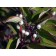 Bailey Redtwig Dogwood-fall...©photo ArborTanics Inc.