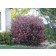 Bailey Redtwig Dogwood-fall...©photo ArborTanics Inc.