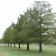 COMMON BALDCYPRESS ©photo by ArborTanics inc.