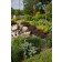 Photo Courtesy of Bailey Nurseries Inc.
