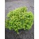 Photo Courtesy of Bailey Nurseries Inc.