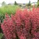 Photo Courtesy of Greenleaf Nursery Company