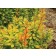 Photo Courtesy of Star® Roses and Plants