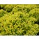 Photo Courtesy of Greenleaf Nursery Company
