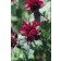 Photo Courtesy of Bailey Nurseries Inc.