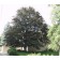 RIVERS COPPER BEECH ©photo by ArborTanics inc.