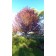 RIVERS COPPER BEECH ©photo by ArborTanics inc.