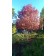 RIVERS COPPER BEECH ©photo by ArborTanics inc.