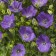 Photo Courtesy of Syngenta Flowers