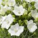 Photo Courtesy of Syngenta Flowers