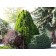 Berkman's Gold Arborvitae ©photo ArborTanics Inc.
