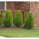 Berkman's Gold Arborvitae ©photo ArborTanics Inc.