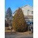 Berkman's Gold Arborvitae ©photo ArborTanics Inc.