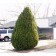 Berkman's Gold Arborvitae ©photo ArborTanics Inc.