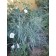 Photo Courtesy of Plant Select®