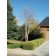 Heritage®Birch ©photo by ArborTanics inc.