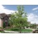 Heritage® Birch Clump ©photo by ArborTanics inc.