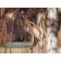 Heritage® Birch -Catkin ©photo by ArborTanics inc.