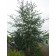 Photo Courtesy of Bailey Nurseries Inc.
