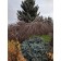 Photo Courtesy of Alpha Nursery