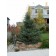 Black HIlls Spruce...©photo ArborTanics Inc.
