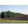 Windbreak of Black Hills Spruce