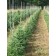 2012 Grow Bag Crop 2½-3' Trees