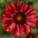 Photo Courtesy of Syngenta Flowers