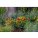 Photo Courtesy of Syngenta Flowers