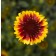Photo Courtesy of Syngenta Flowers