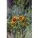 Photo Courtesy of Syngenta Flowers