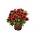 Photo Courtesy of Ball Horticultural Company