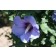 Blue Bird Rose Of Shaorn ©photo ArborTanics Inc.