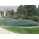 Blue Chip Juniper...©photo ArborTanics Inc.