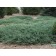 Blue Chip Juniper-ground cover...©photo ArborTanics Inc.