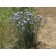 Blue Flax...©photo ArborTanics Inc.