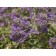 Blue Mist Bluebeard (Blue Spirea)...©photo ArborTanics Inc.