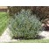 Blue Mist Bluebeard (Blue Spirea)...©photo ArborTanics Inc.