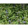 Blue Plumbago...©photo ArborTanics Inc.