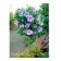 Blue Bird Rose Of Sharon Tree