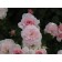 Bonica Rose...©photo Arbortanics Inc.