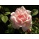 Bonica Rose...©photo ArborTanics Inc.