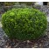 Photo Courtesy of Greenleaf Nursery Company